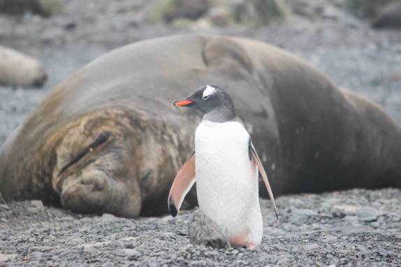 Um pequeno pinguim gentoo e um gigantesco elefante-marinho dividem a mesma praia em Prion Island, na Geórgia do Sul (foto de Marla Barker)